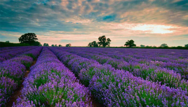 Du Lịch đà Lạt - Cánh đồng Hoa Lavender địa điểm Không Thể Bỏ Lỡ