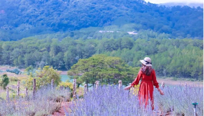 du lịch đà lạt - cánh đồng hoa lavender địa điểm không thể bỏ lỡ