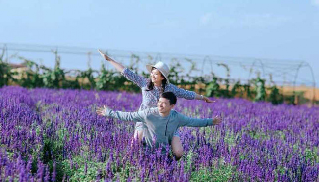 du lịch đà lạt - cánh đồng hoa lavender địa điểm không thể bỏ lỡ