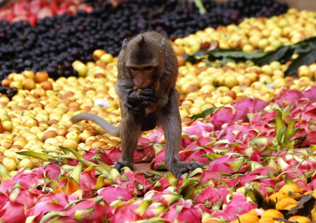 đến thăm “hoa quả sơn” thu nhỏ tại đảo khỉ nha trang