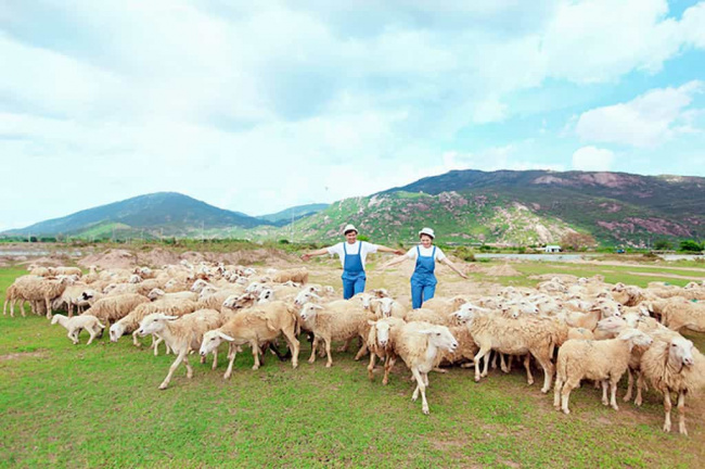 đồng cừu suối tiên điểm sống ảo hot nhất mùa hè này
