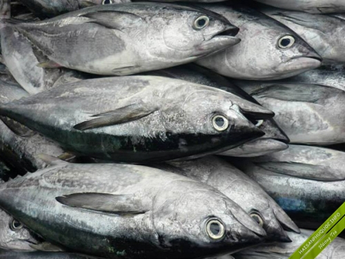 9 loại cá bạn không nên ăn nhiều