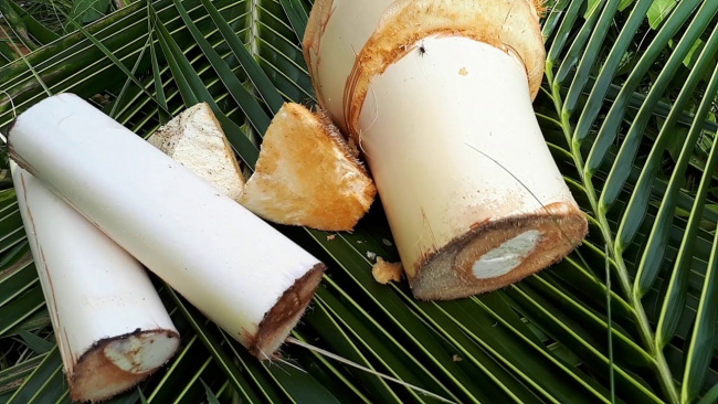 củ hủ dừa: phần tinh túy của cây dừa với nhiều lợi ích