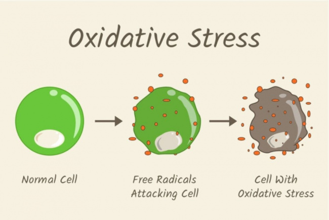 Chất chống oxy hóa đóng vai trò gì?