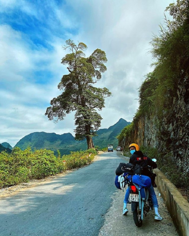 đến hà giang nhất định phải săn lùng cây cô đơn “đẹp chẳng kém nơi nào”