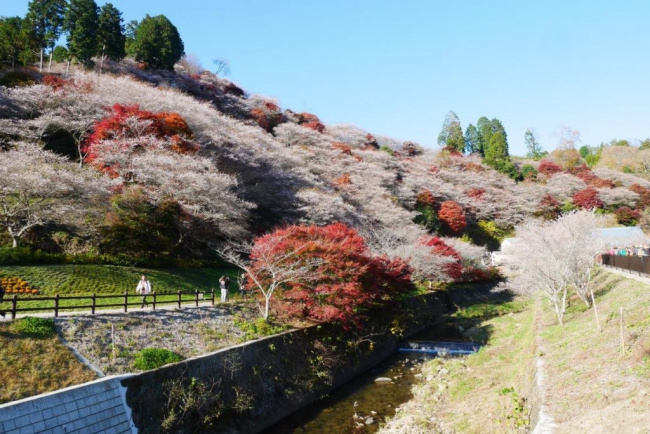 Hoa anh đào nở vào mùa thu ở Nhật Bản