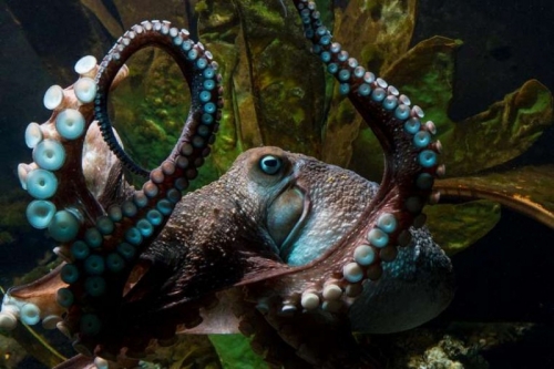 14 thông tin thú vị về loài bạch tuộc