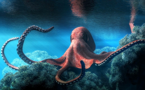 14 thông tin thú vị về loài bạch tuộc