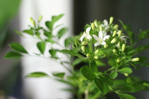 6 loại cây có mùi thơm dễ chịu bạn nên trồng trong nhà