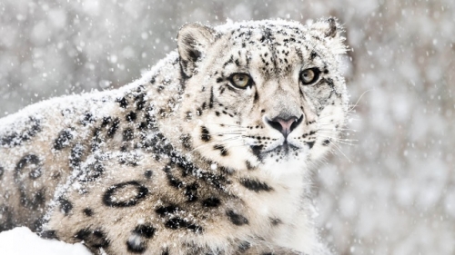 13 sự thật thú vị nhất về loài báo tuyết