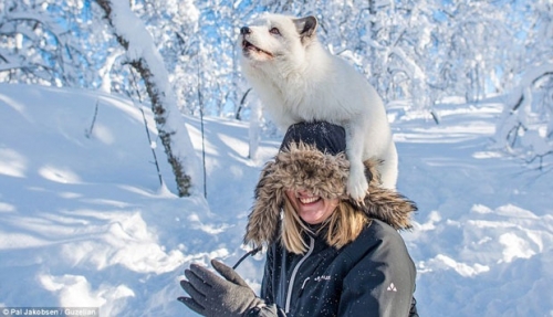 10 Sự thật thú vị nhất về loài cáo tuyết
