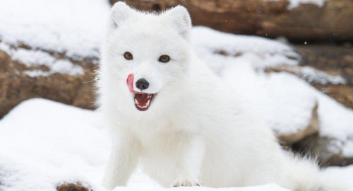 10 sự thật thú vị nhất về loài cáo tuyết