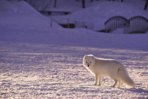 10 sự thật thú vị nhất về loài cáo tuyết