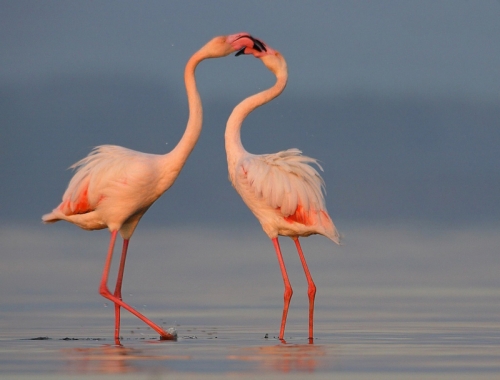 12 Sự thật thú vị nhất về loài chim hồng hạc