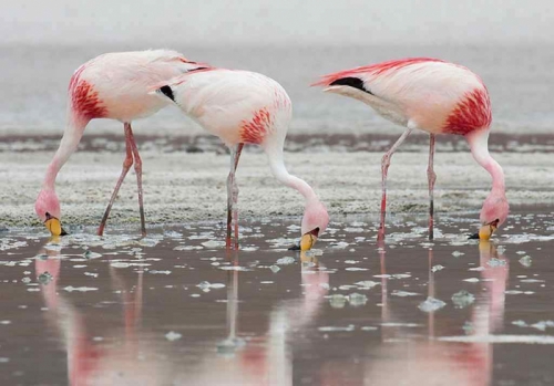 12 sự thật thú vị nhất về loài chim hồng hạc