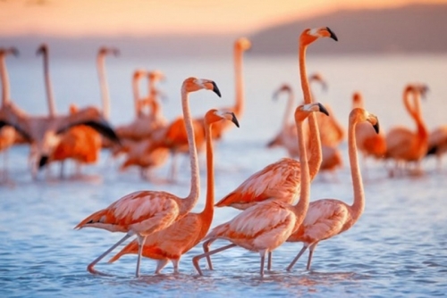 12 sự thật thú vị nhất về loài chim hồng hạc