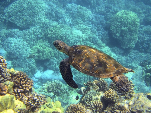 13 Thông tin hữu ích cần biết về loài rùa biển