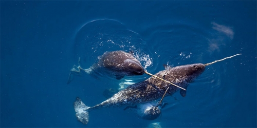 11 thông tin hữu ích cần biết về loài kỳ lân biển