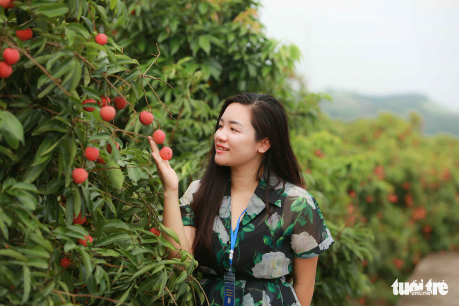 bac giang tourism, high field camping, journey to the west of peace, luc ngan litchi, yen tu, summer in bac giang: eating luc ngan litchi, camping in dong cao, traveling to west yen tu