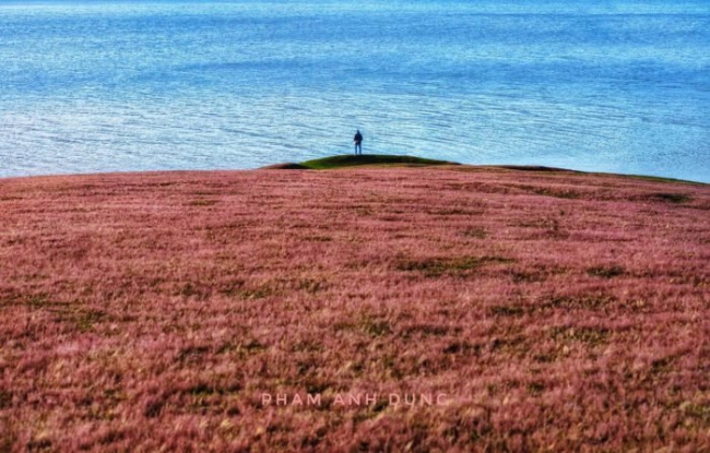 đà lạt, miền trung, review đồi cỏ tuyết và đồi cỏ hồng đà lạt: đi mùa nào đẹp nhất?