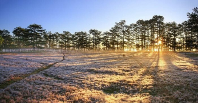 đà lạt, miền trung, review đồi cỏ tuyết và đồi cỏ hồng đà lạt: đi mùa nào đẹp nhất?