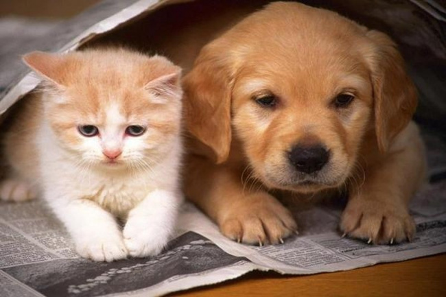 mèo, kị mèo lạ, chó, cổ nhân nói 'mèo đến nhà thì khó, chó đến nhà thì sang' là thế nào?