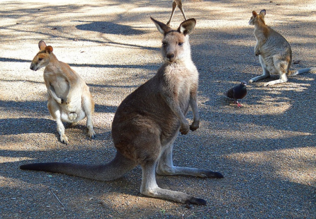 Tổng hợp những người đẹp nổi tiếng của xứ sở chuột túi - Australia (phần 1)