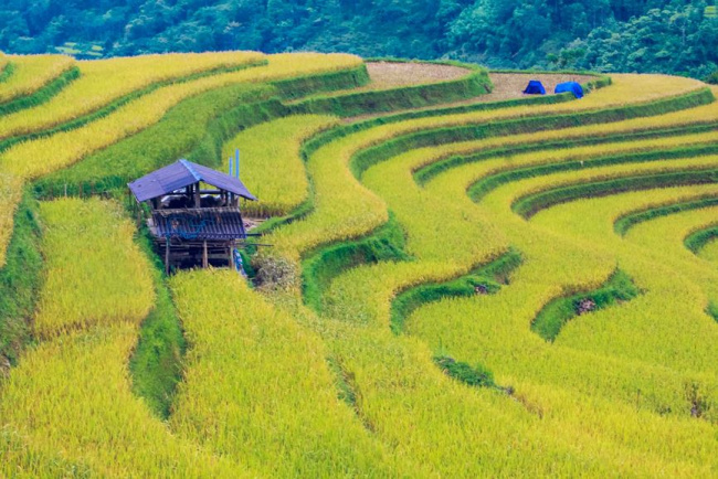 ngỡ ngàng vẻ đẹp ruộng bậc thang hoàng su phì mùa lúa chín