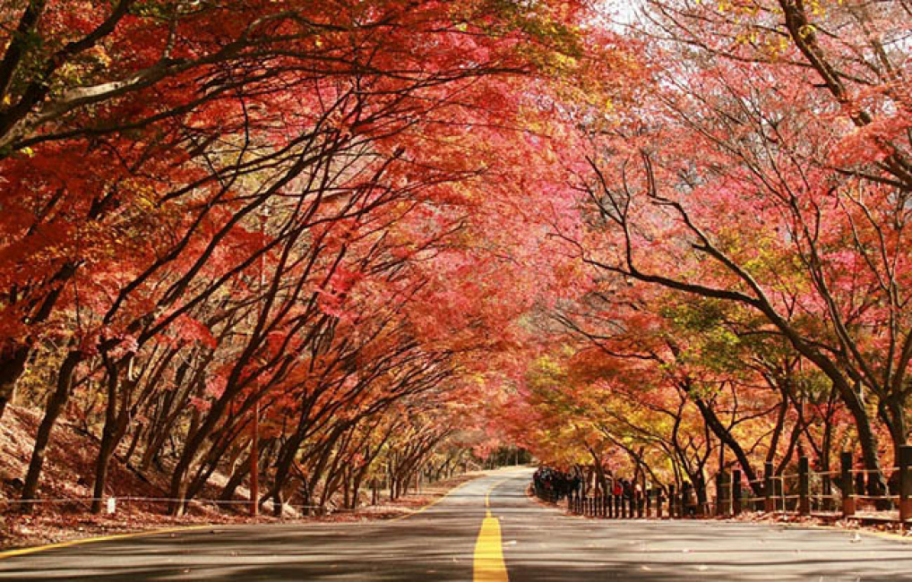 những con đường mùa thu đẹp tựa tranh vẽ tại hàn quốc, nhật bản
