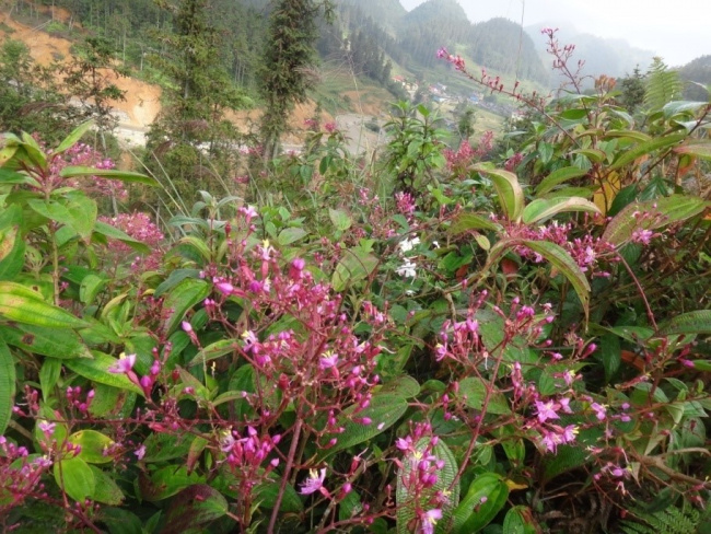 hoa rừng trên những tuyến đường trekking tuyệt đẹp