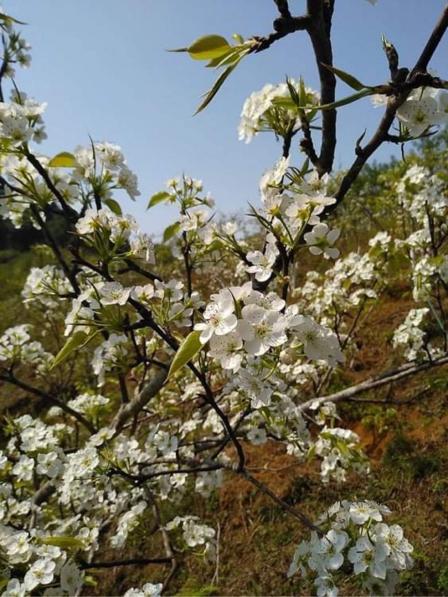 Mùa xuân Si Ma Cai lung linh với sắc trắng hoa mận, hoa lê