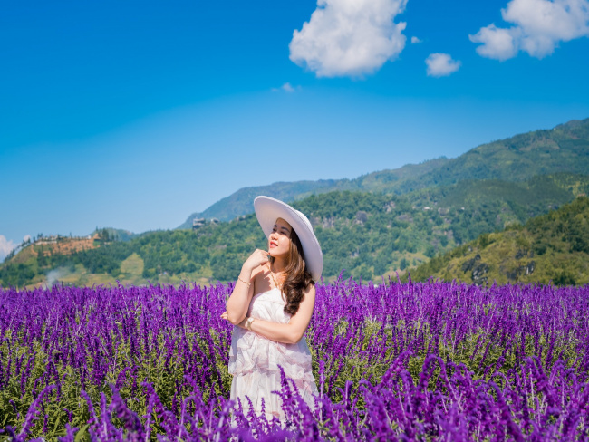 mê mẩn trước vườn hoa lavender ở sa pa