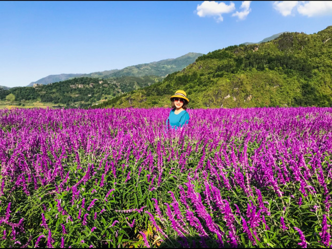 mê mẩn trước vườn hoa lavender ở sa pa