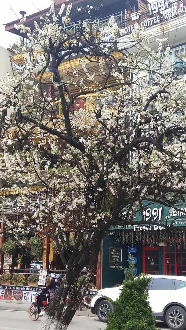 Tháng 3 ngắm hoa mận tràn ngập tại trung tâm thị xã Sapa