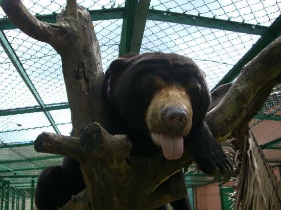 cu chi wildlife rescue station: the silent heroes of vietnamese endangered species