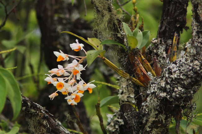 8 best vietnam’s national parks for wildlife discovery