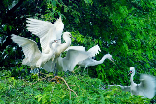 bang lang stork sanctuary