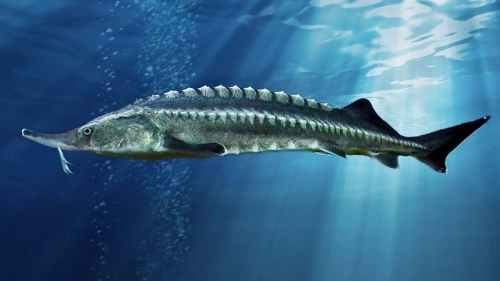 amazon,  18 loài động vật tiền sử kỳ lạ nhất vẫn tồn tại trong thế giới ngày nay