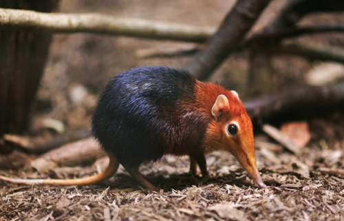 amazon,  18 loài động vật tiền sử kỳ lạ nhất vẫn tồn tại trong thế giới ngày nay