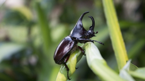 15 Sự thật thú vị nhất về bọ cánh cứng