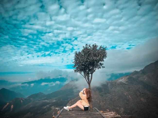 điểm đến ở sapa, cây cô đơn sapa: góc ‘sống ảo’ cực tình giữa mây trời sương núi