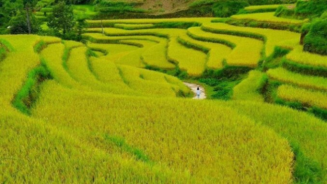 beautiful village, hoang su phi tourism, luoc version, terraces, tourist places in ha giang, ha giang luoc village – coordinates to see the most beautiful terraced fields hoang su phi