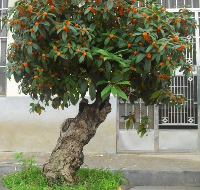 phong thủy, ý nghĩa phong thủy, sung túc, các cụ dặn trồng 5 cây trong sân nhà, gia đình cát lành thịnh vượng