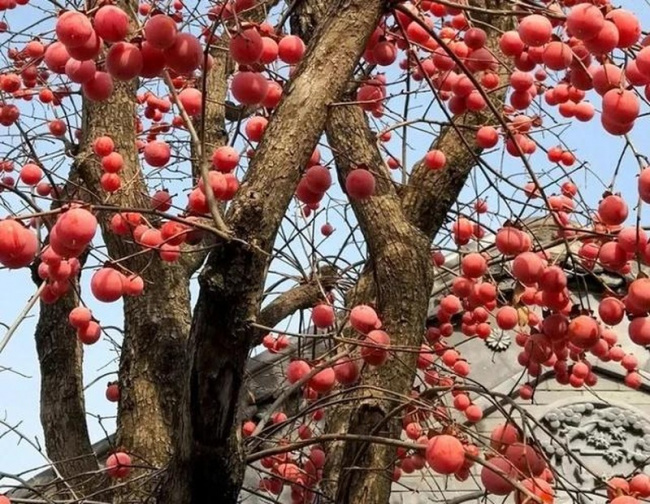 phong thủy, ý nghĩa phong thủy, sung túc, các cụ dặn trồng 5 cây trong sân nhà, gia đình cát lành thịnh vượng