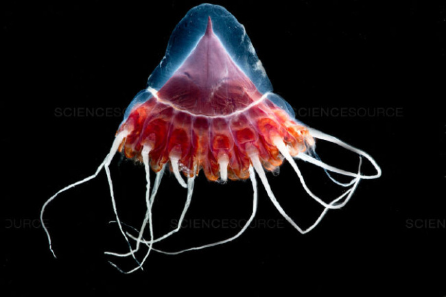 sinh vật biển, đại dương, kì lạ, mới lạ, mới nhất, top 10 sinh vật biển bạn không tin rằng chúng có tồn tại