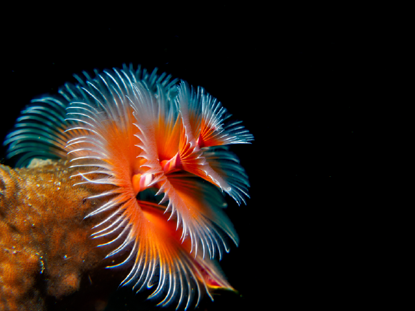 sinh vật biển, đại dương, kì lạ, mới lạ, mới nhất, top 10 sinh vật biển bạn không tin rằng chúng có tồn tại