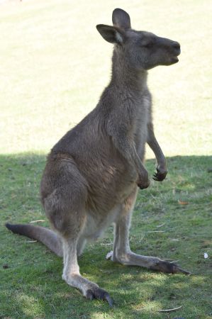 động vật, châu úc, châu đại dương, australia, top 10 loài động vật chỉ có ở châu đại dương