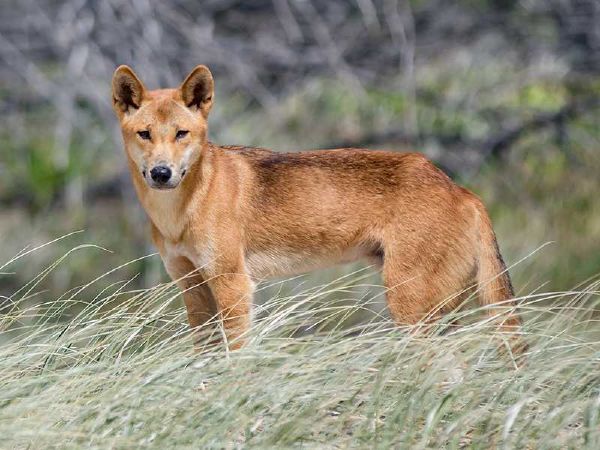 động vật, châu úc, châu đại dương, australia, top 10 loài động vật chỉ có ở châu đại dương