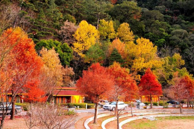 đài loan, lá phong đẹp, yangmingshan, núi manapan, hồ shihmen, fushoushan farm, top 10 địa điểm ngắm lá phong đẹp vào mùa thu tại đài loan