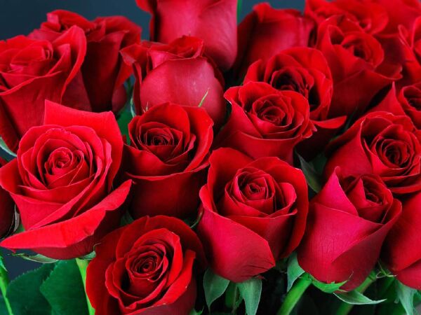 hoa được yếu thích nhất, nên mua hoa gì ngày valentine, hoa tặng 14/2, top hoa tặng valentine, hoa mẫu đơn, hoa hồng, top 10 loại hoa tặng ngày valentine ý nghĩa nhất